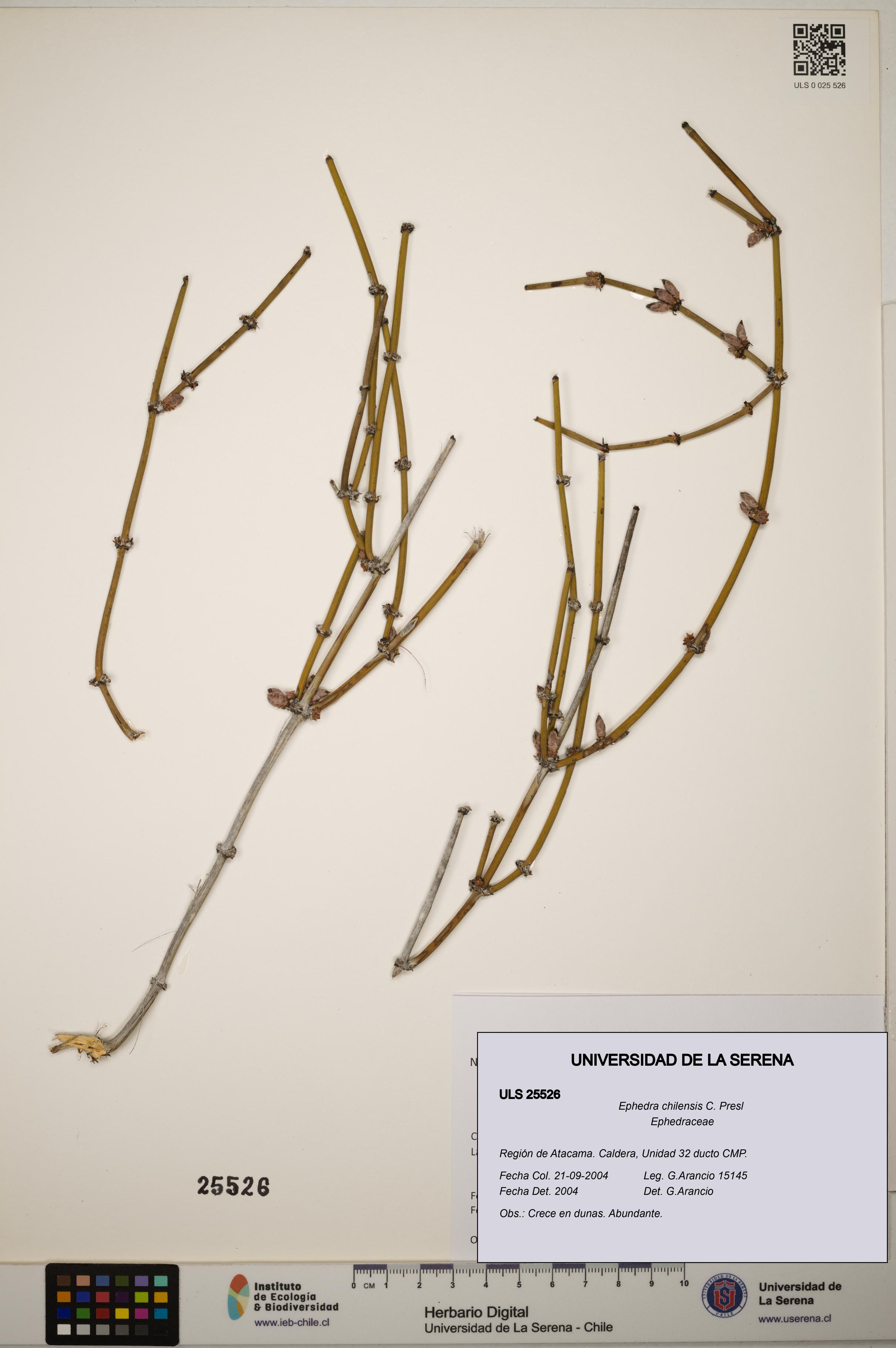 Ephedra chilensis [Espécimen: ]