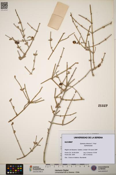 Ephedra chilensis [Espécimen: ]