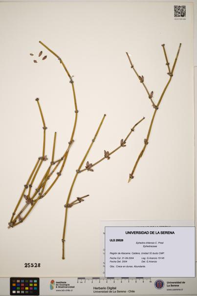 Ephedra chilensis [Espécimen: ]