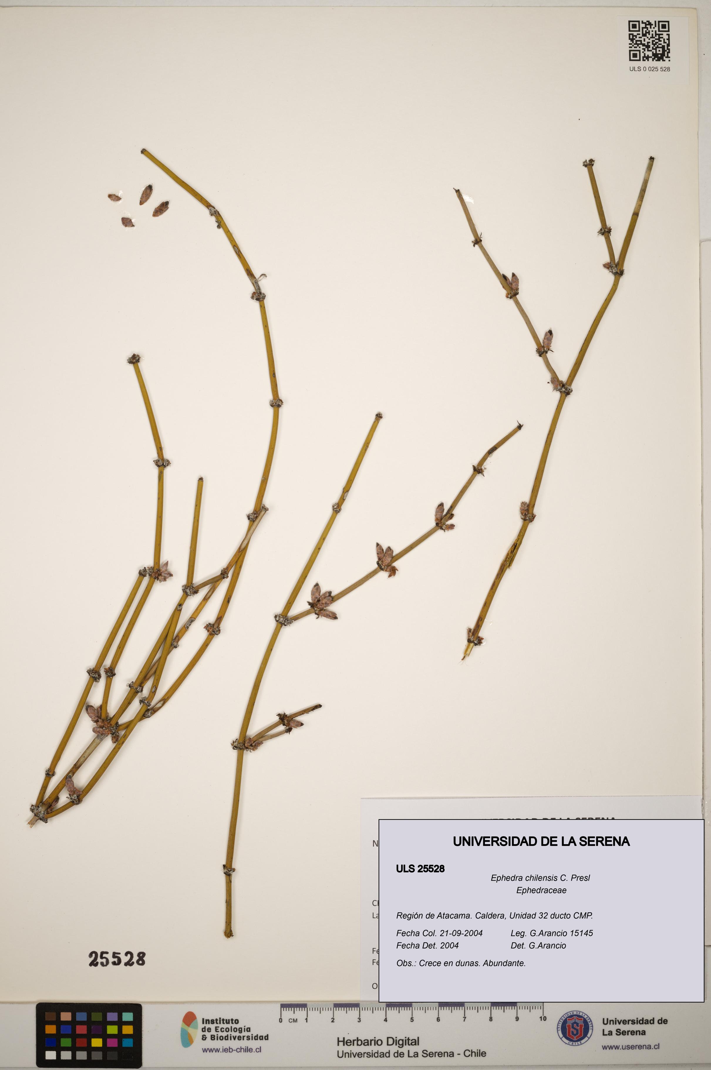 Ephedra chilensis [Espécimen: ]