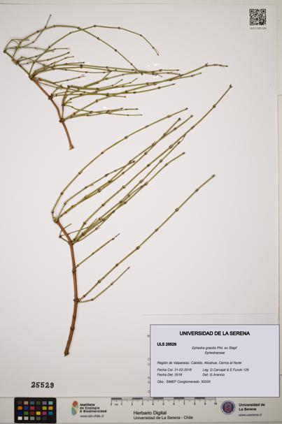 Ephedra gracilis [Espécimen: ]