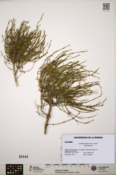 Ephedra gracilis [Espécimen: ]