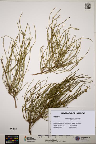 Ephedra gracilis [Espécimen: ]