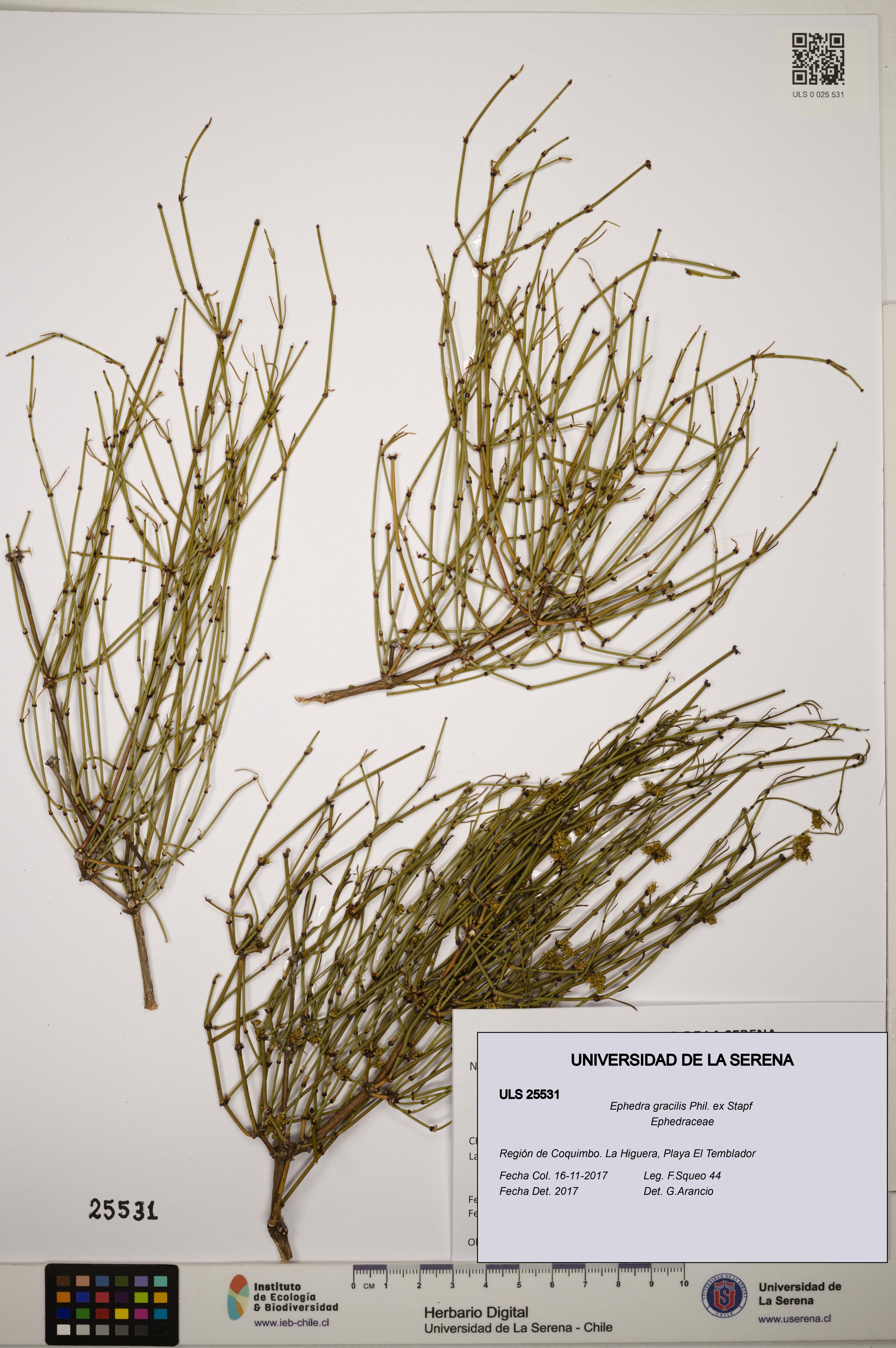 Ephedra gracilis [Espécimen: ]