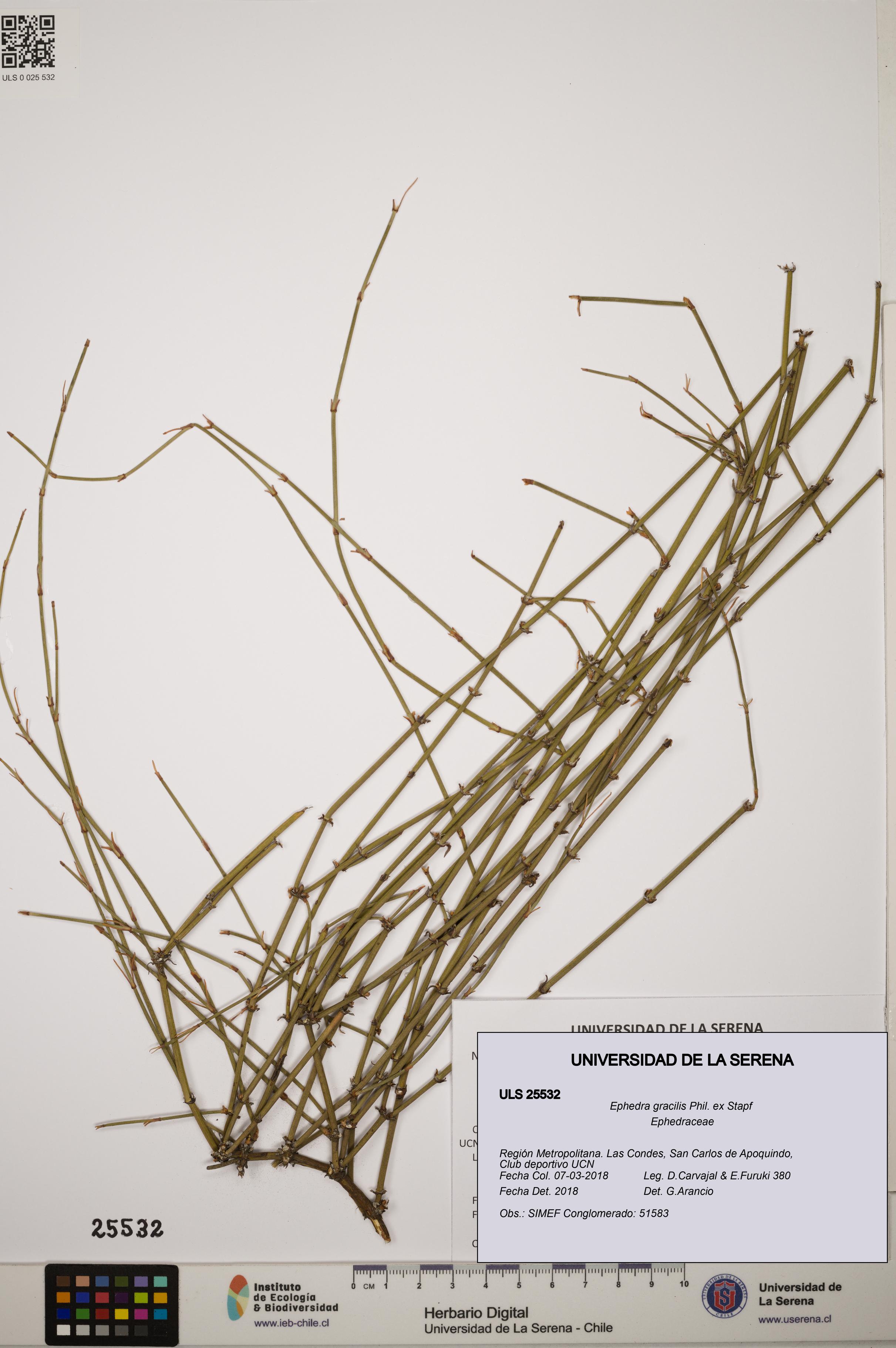 Ephedra gracilis [Espécimen: ]