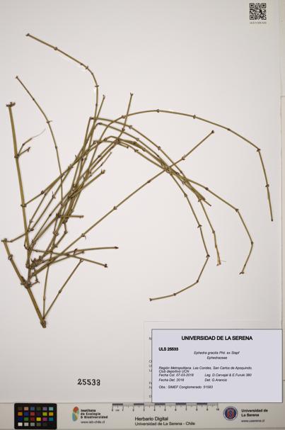Ephedra gracilis [Espécimen: ]