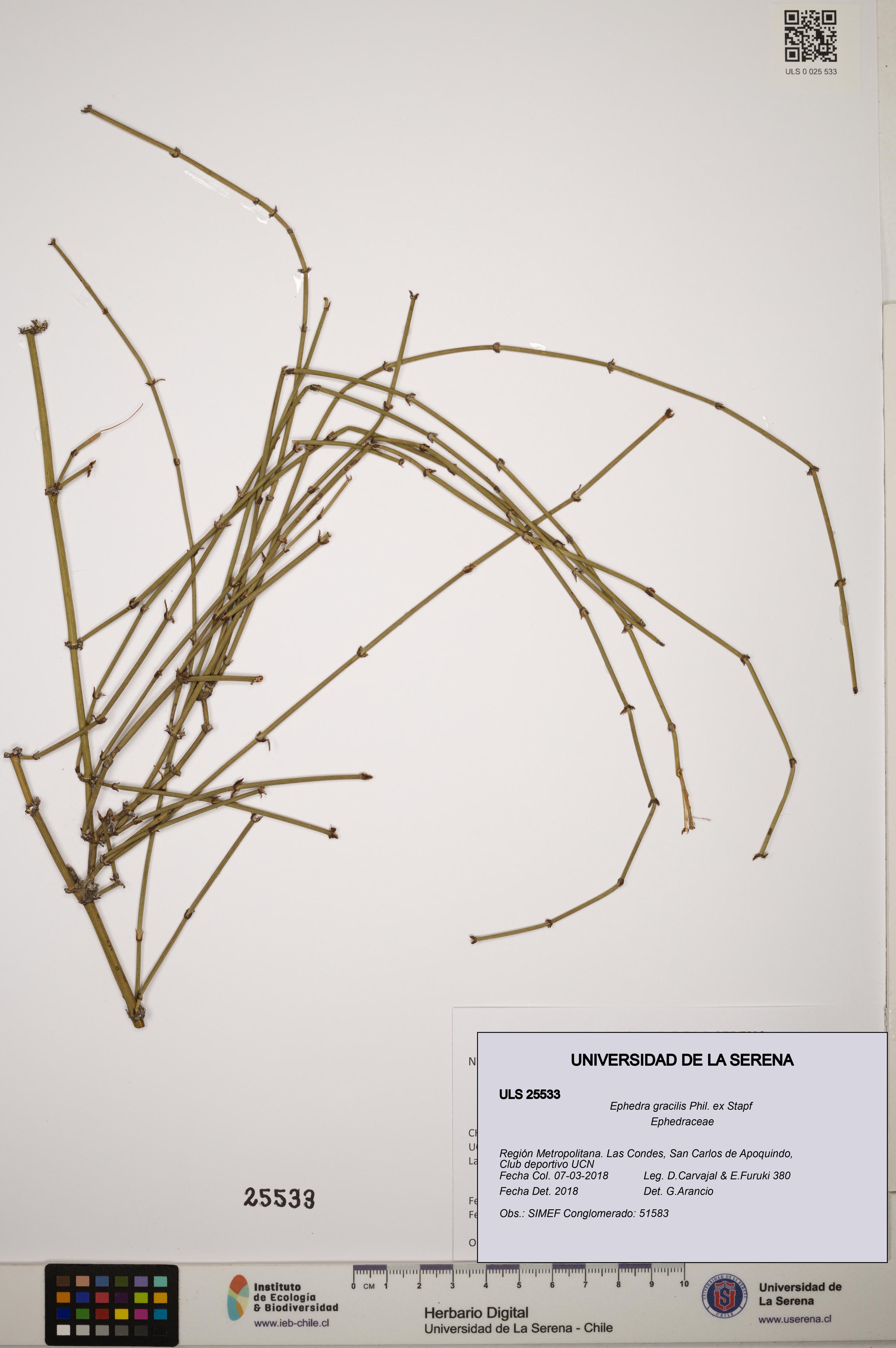 Ephedra gracilis [Espécimen: ]