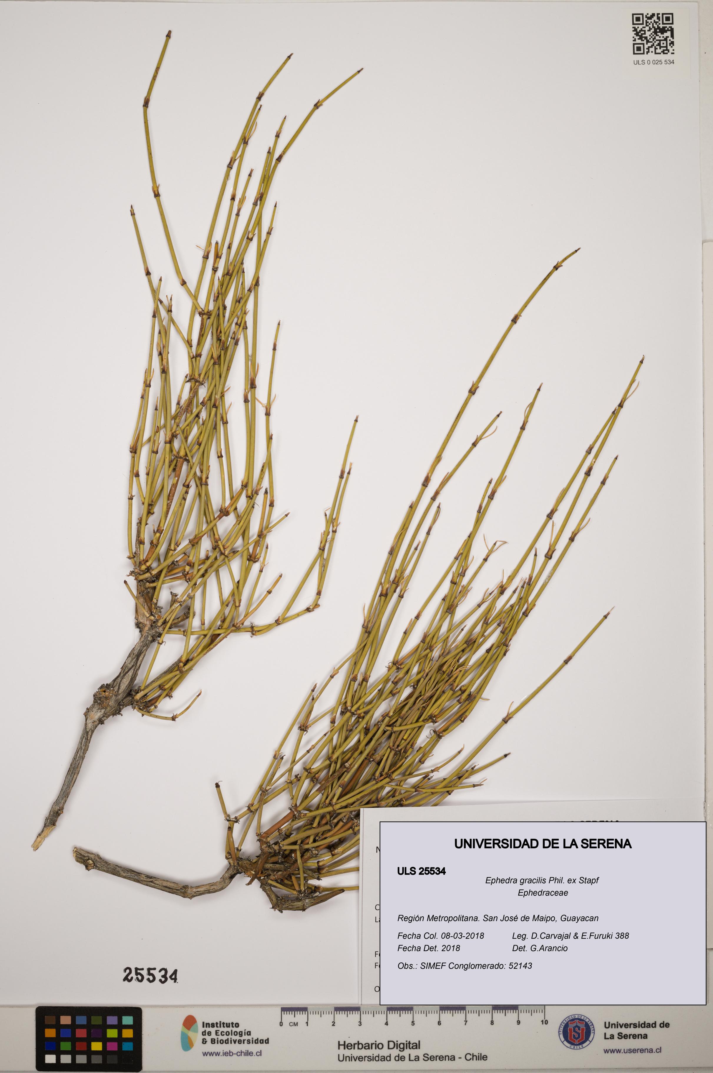 Ephedra gracilis [Espécimen: ]