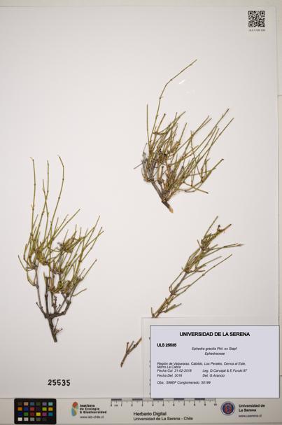 Ephedra gracilis [Espécimen: ]