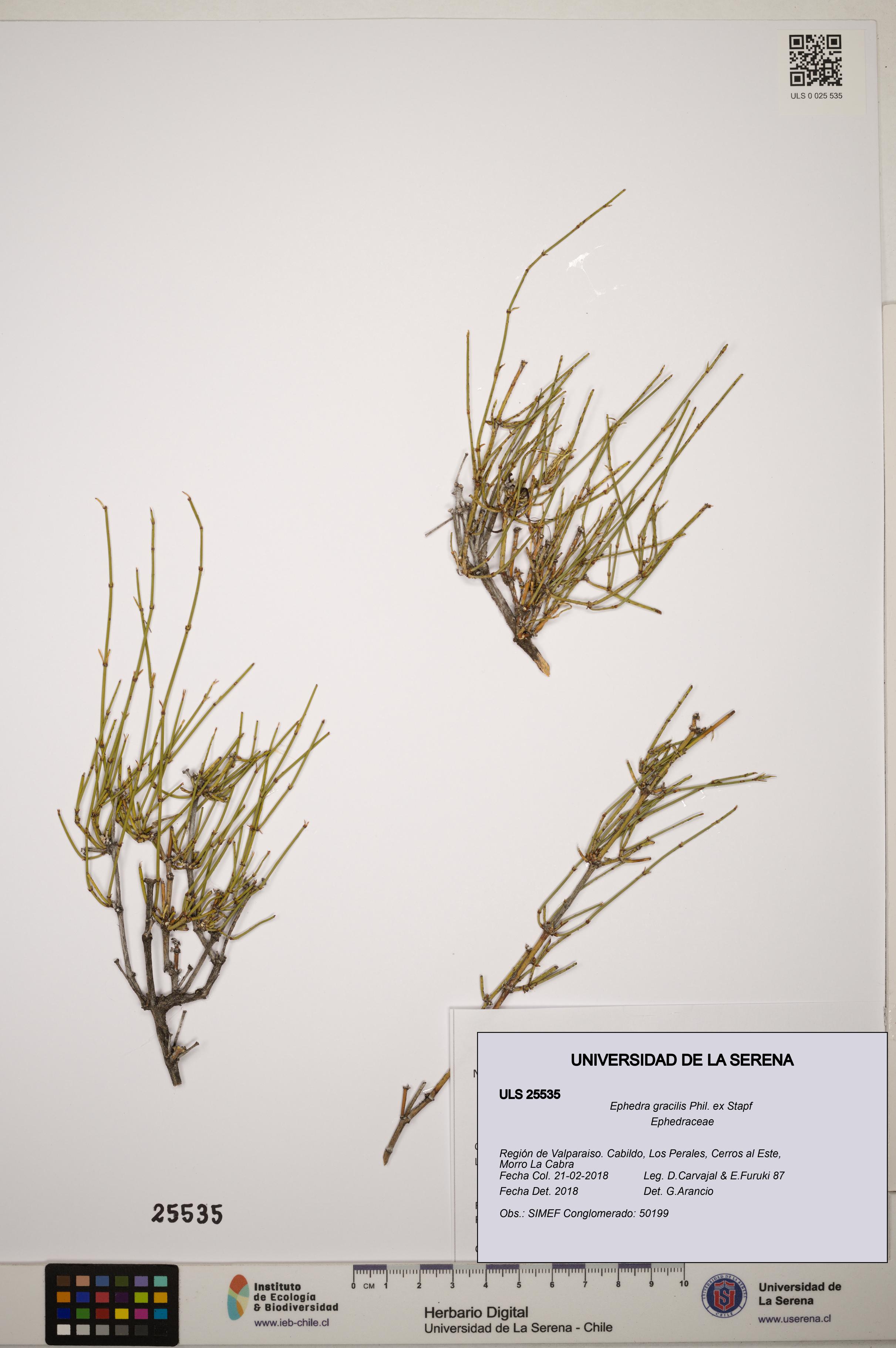 Ephedra gracilis [Espécimen: ]