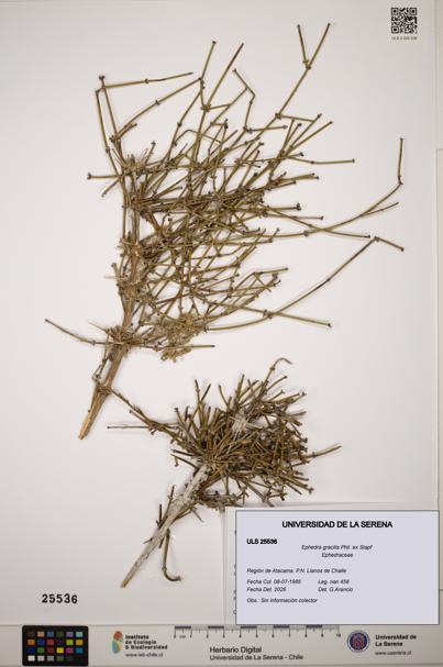Ephedra gracilis [Espécimen: ]