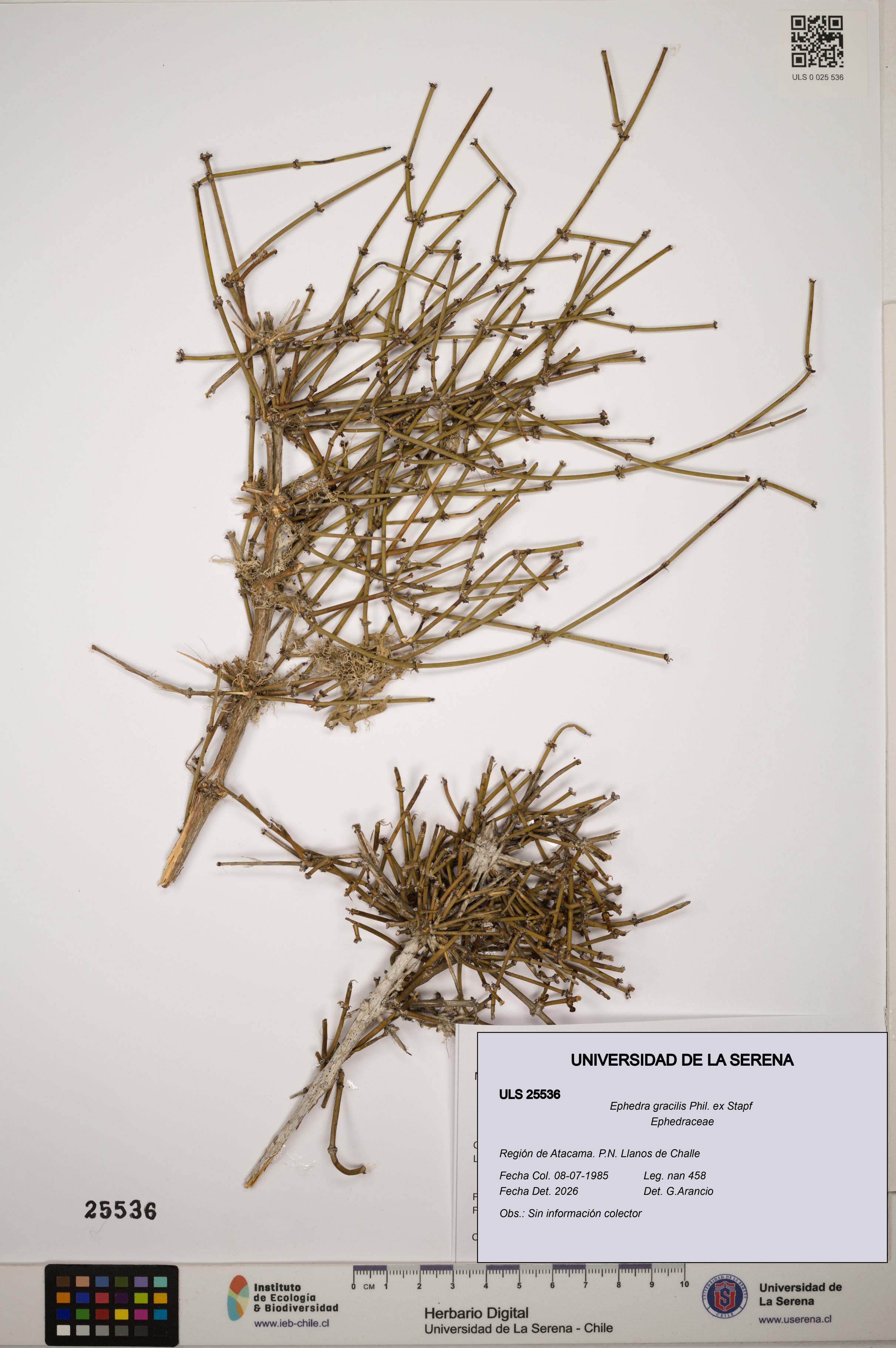 Ephedra gracilis [Espécimen: ]