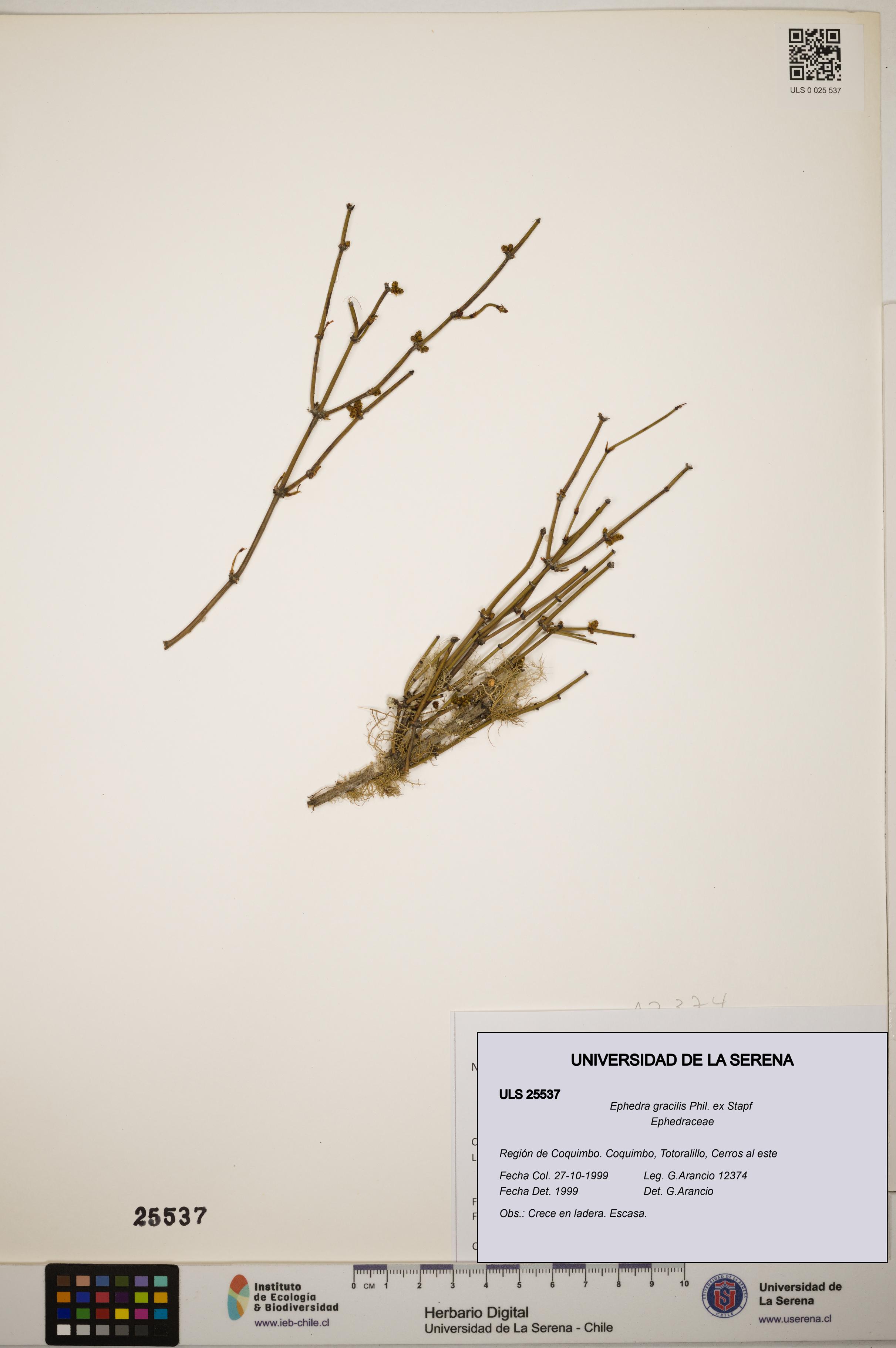 Ephedra gracilis [Espécimen: ]