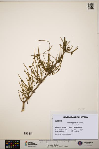 Ephedra gracilis [Espécimen: ]