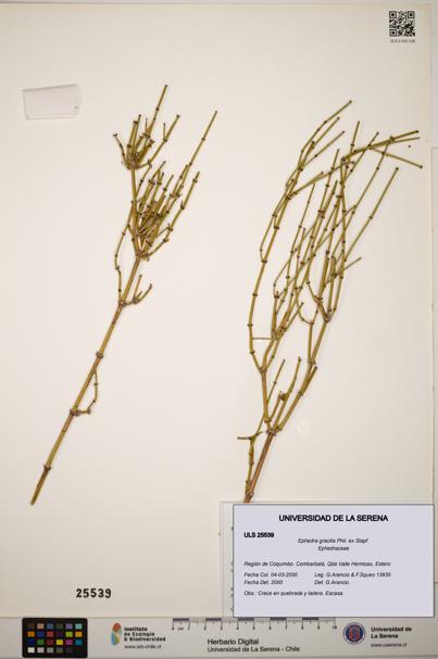 Ephedra gracilis [Espécimen: ]