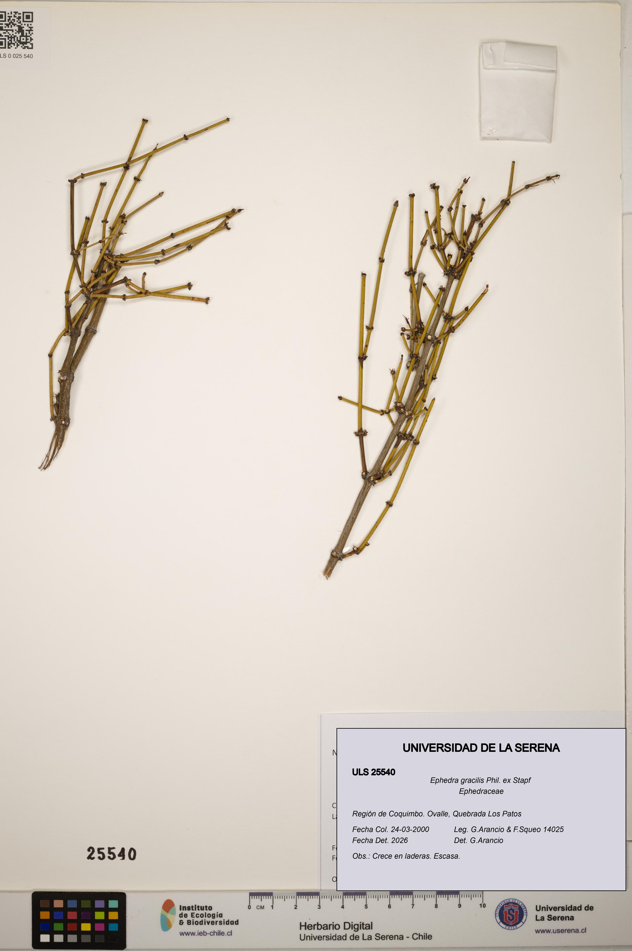 Ephedra gracilis [Espécimen: ]