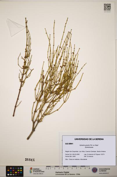 Ephedra gracilis [Espécimen: ]
