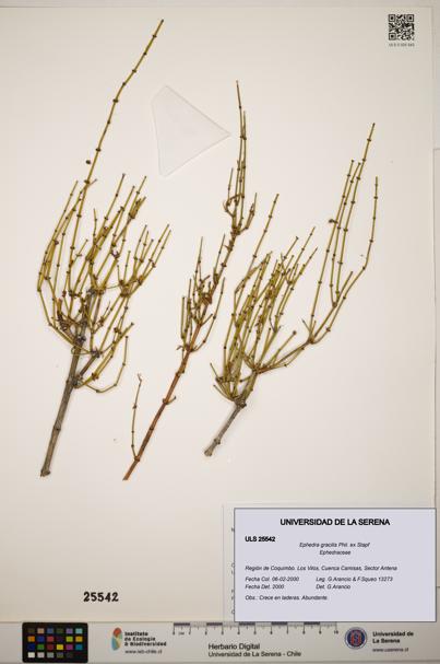 Ephedra gracilis [Espécimen: ]