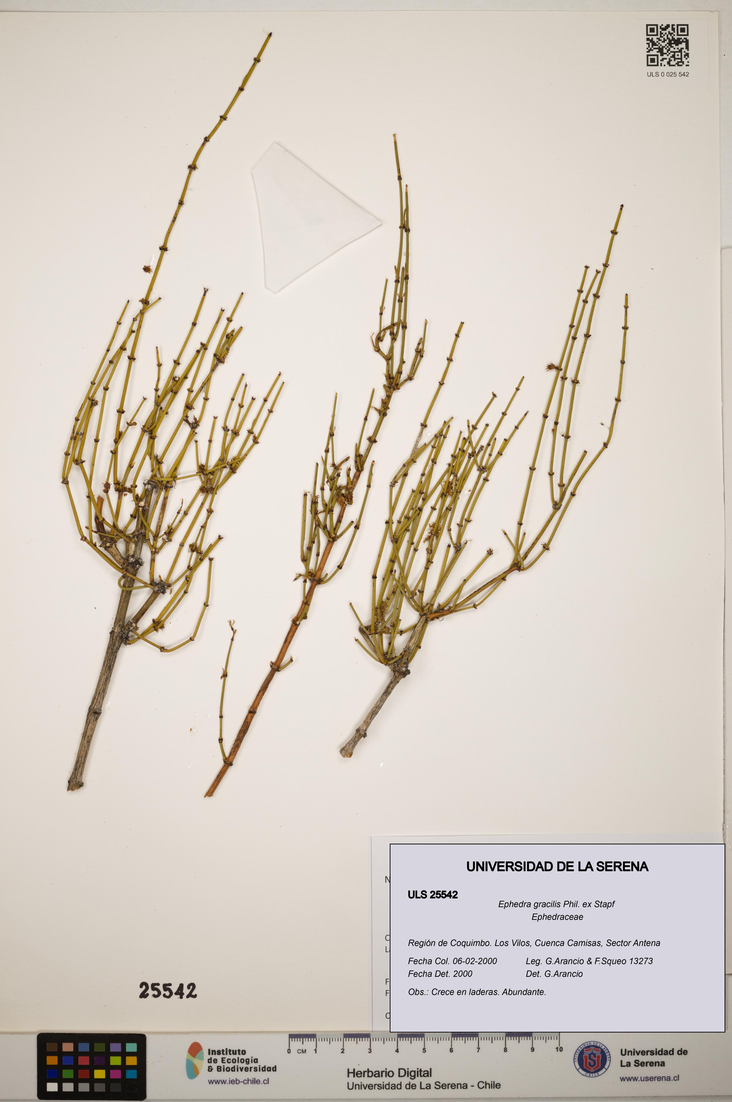 Ephedra gracilis [Espécimen: ]
