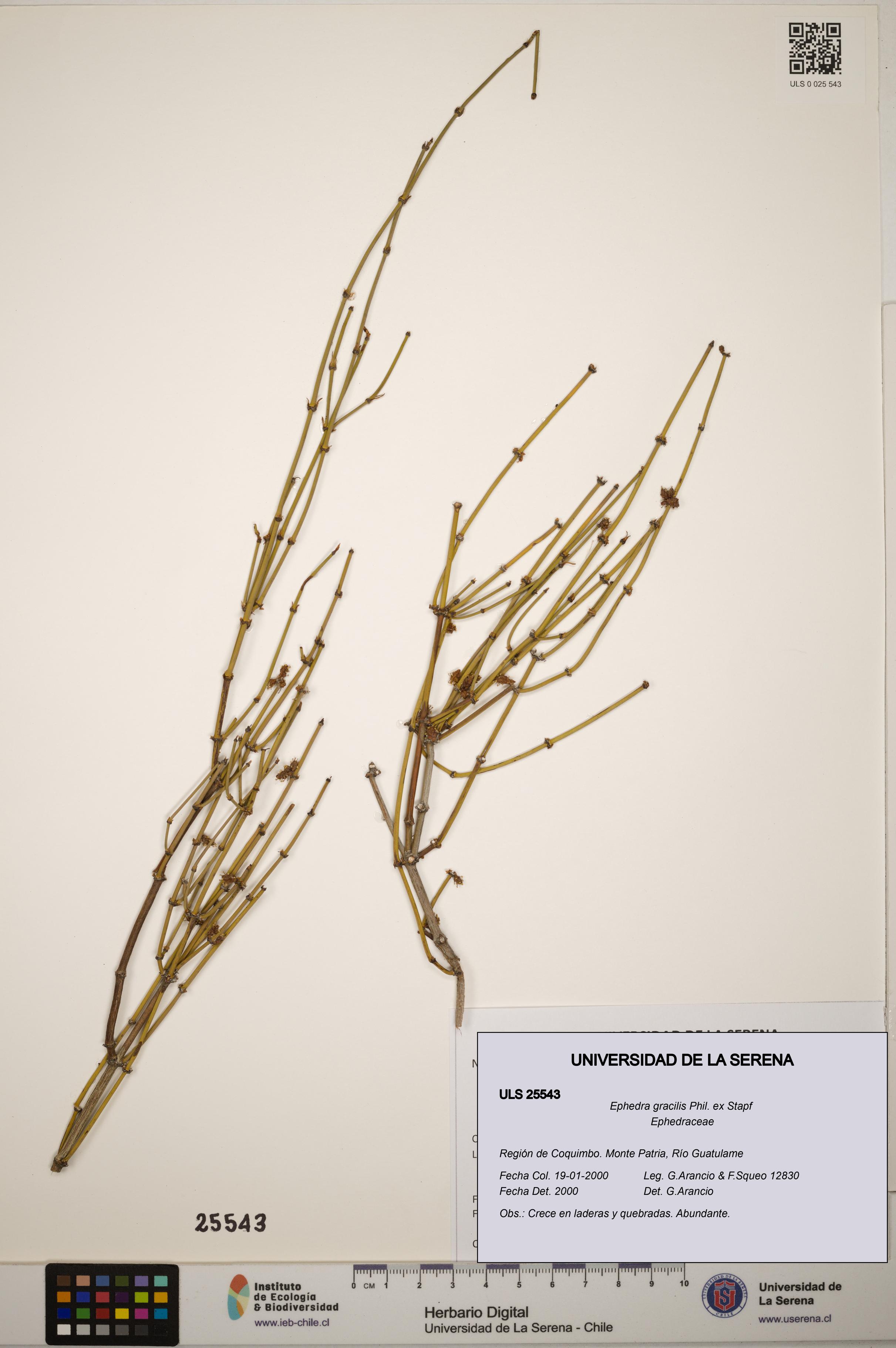 Ephedra gracilis [Espécimen: ]