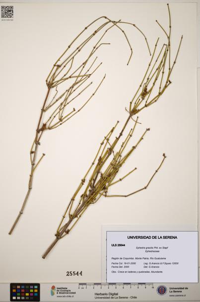 Ephedra gracilis [Espécimen: ]