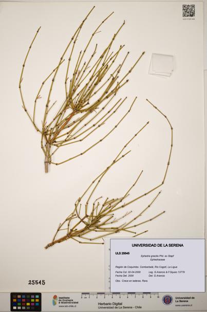 Ephedra gracilis [Espécimen: ]