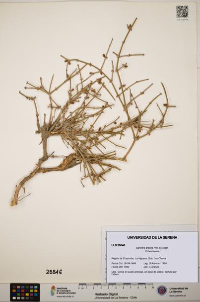 Ephedra gracilis [Espécimen: ]