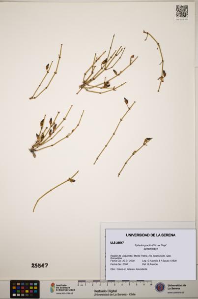 Ephedra gracilis [Espécimen: ]