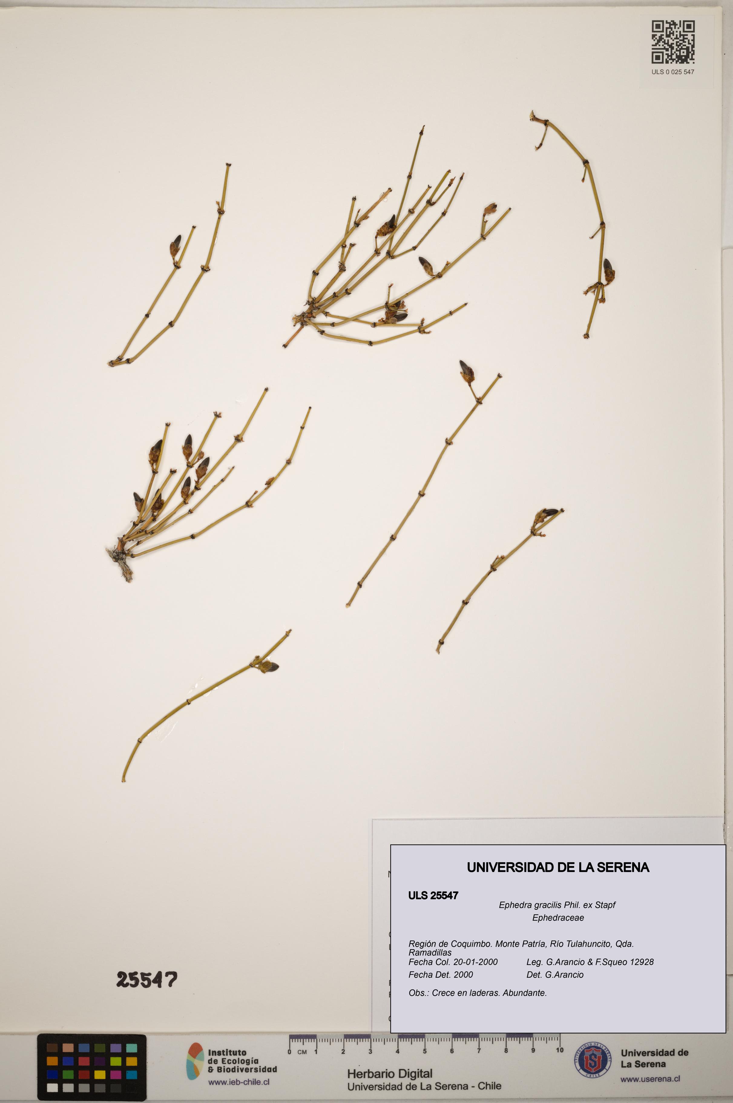 Ephedra gracilis [Espécimen: ]
