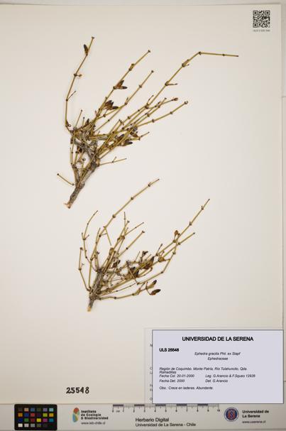 Ephedra gracilis [Espécimen: ]