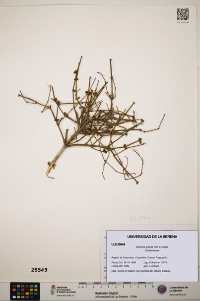 Ephedra gracilis [Espécimen: ]