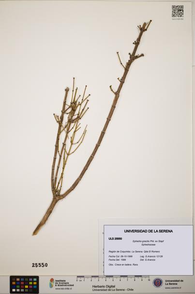 Ephedra gracilis [Espécimen: ]