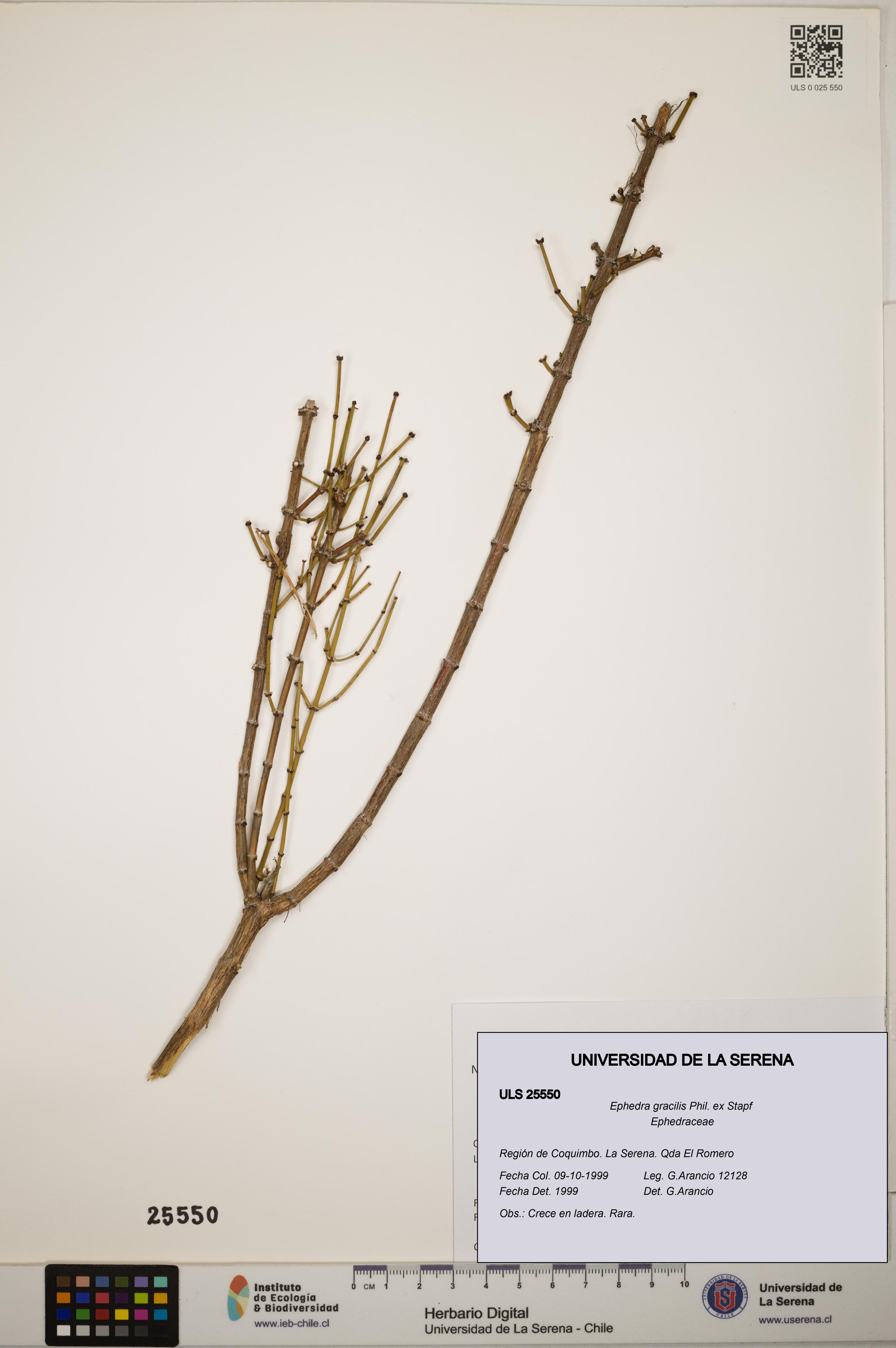 Ephedra gracilis [Espécimen: ]