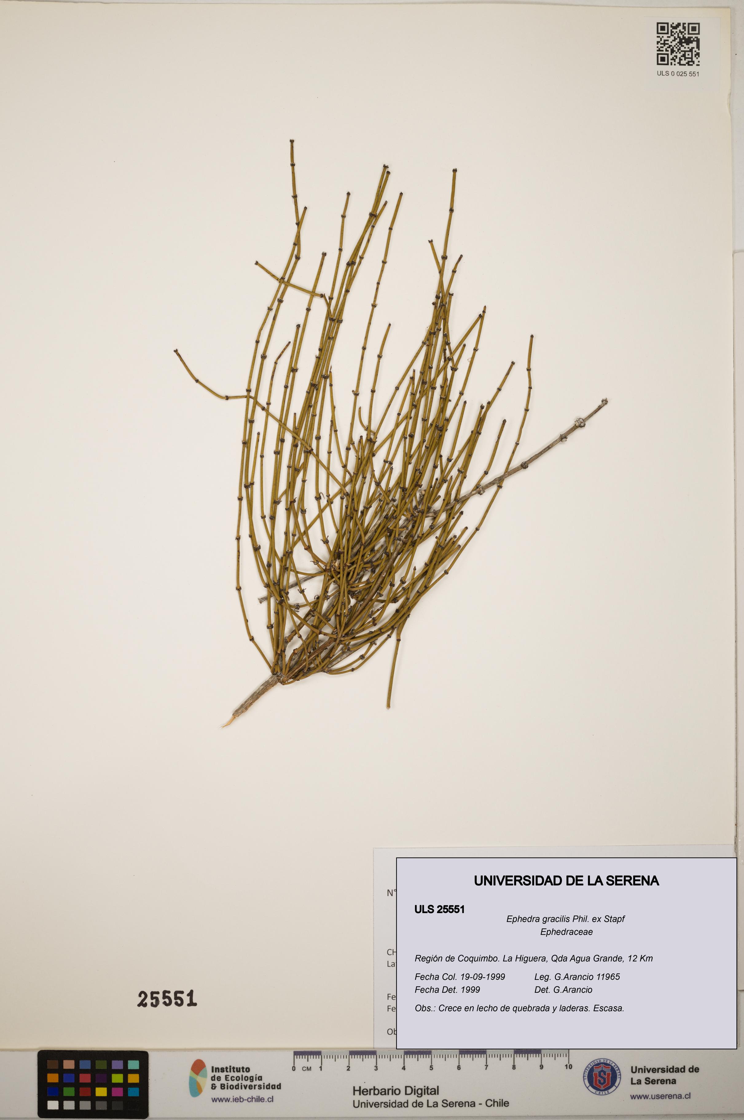 Ephedra gracilis [Espécimen: ]