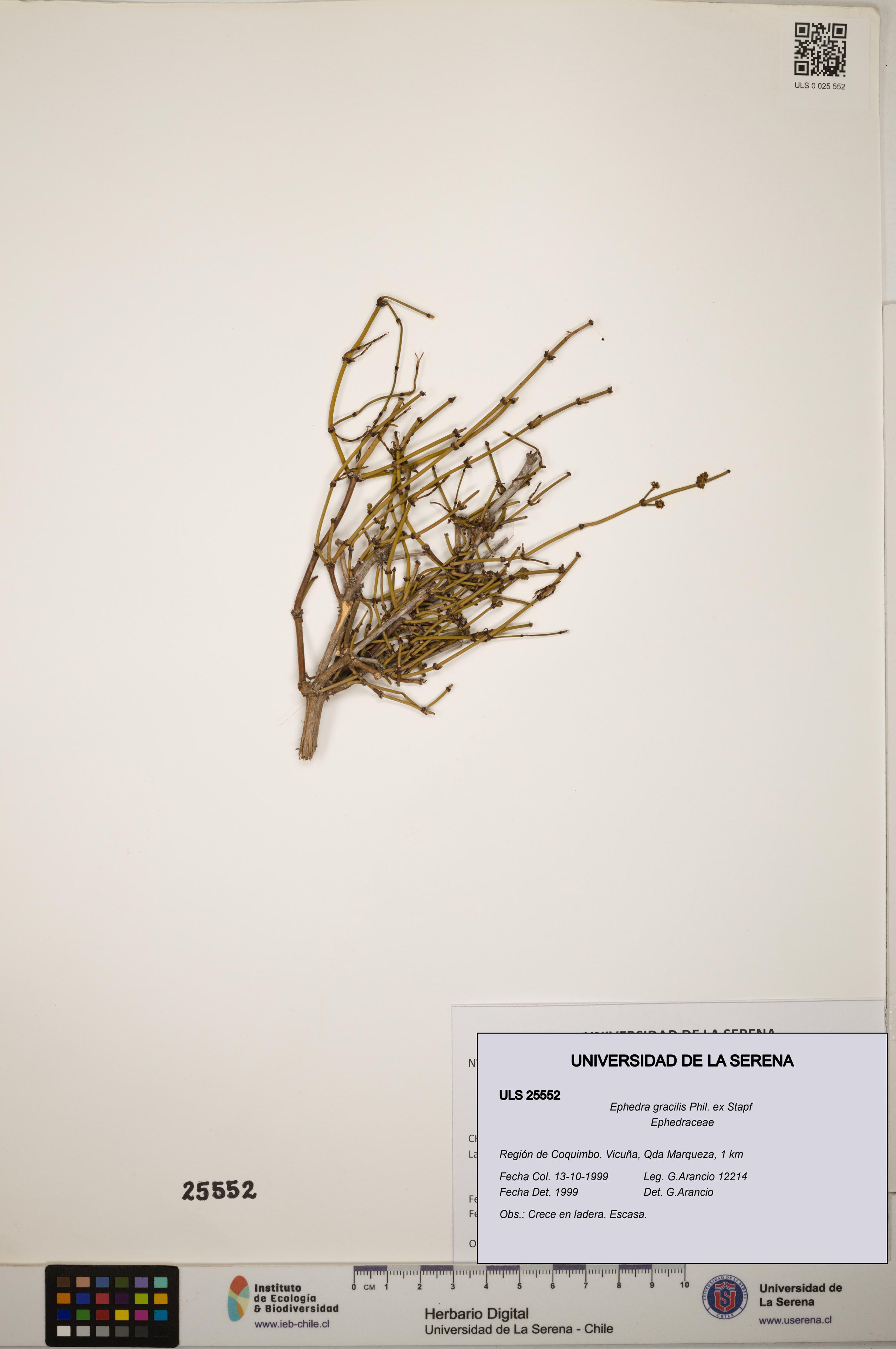 Ephedra gracilis [Espécimen: ]