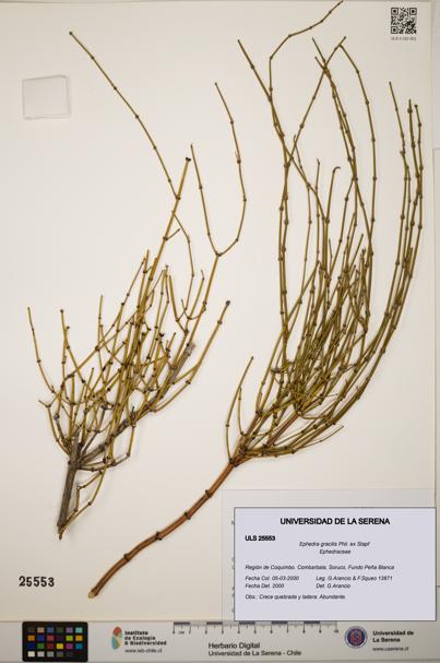 Ephedra gracilis [Espécimen: ]