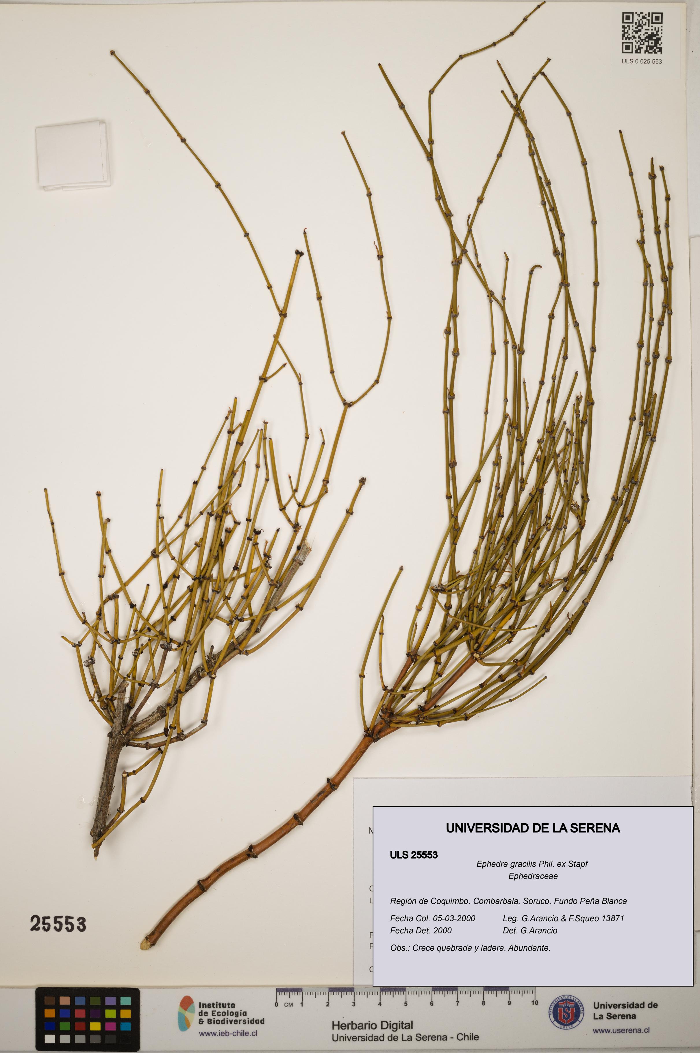 Ephedra gracilis [Espécimen: ]