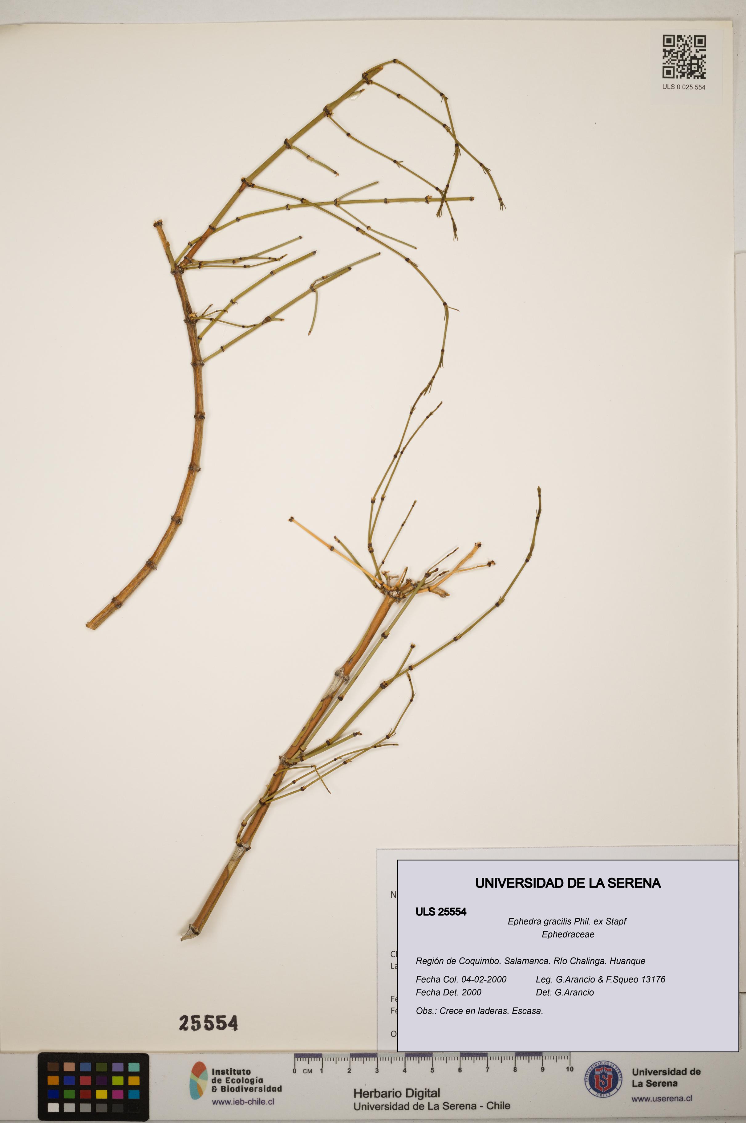 Ephedra gracilis [Espécimen: ]