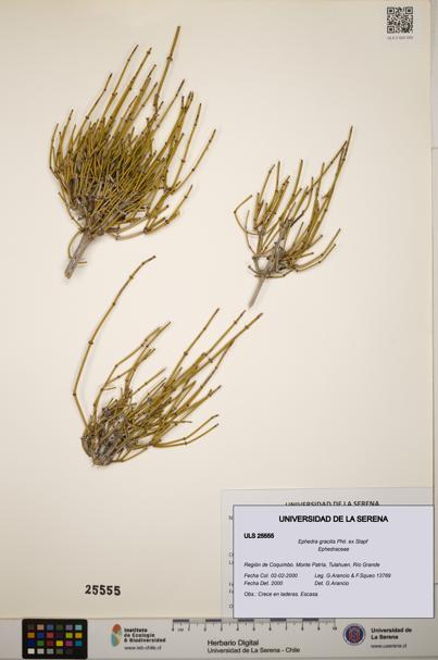 Ephedra gracilis [Espécimen: ]