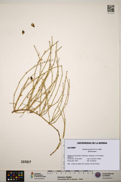 Ephedra gracilis [Espécimen: ]