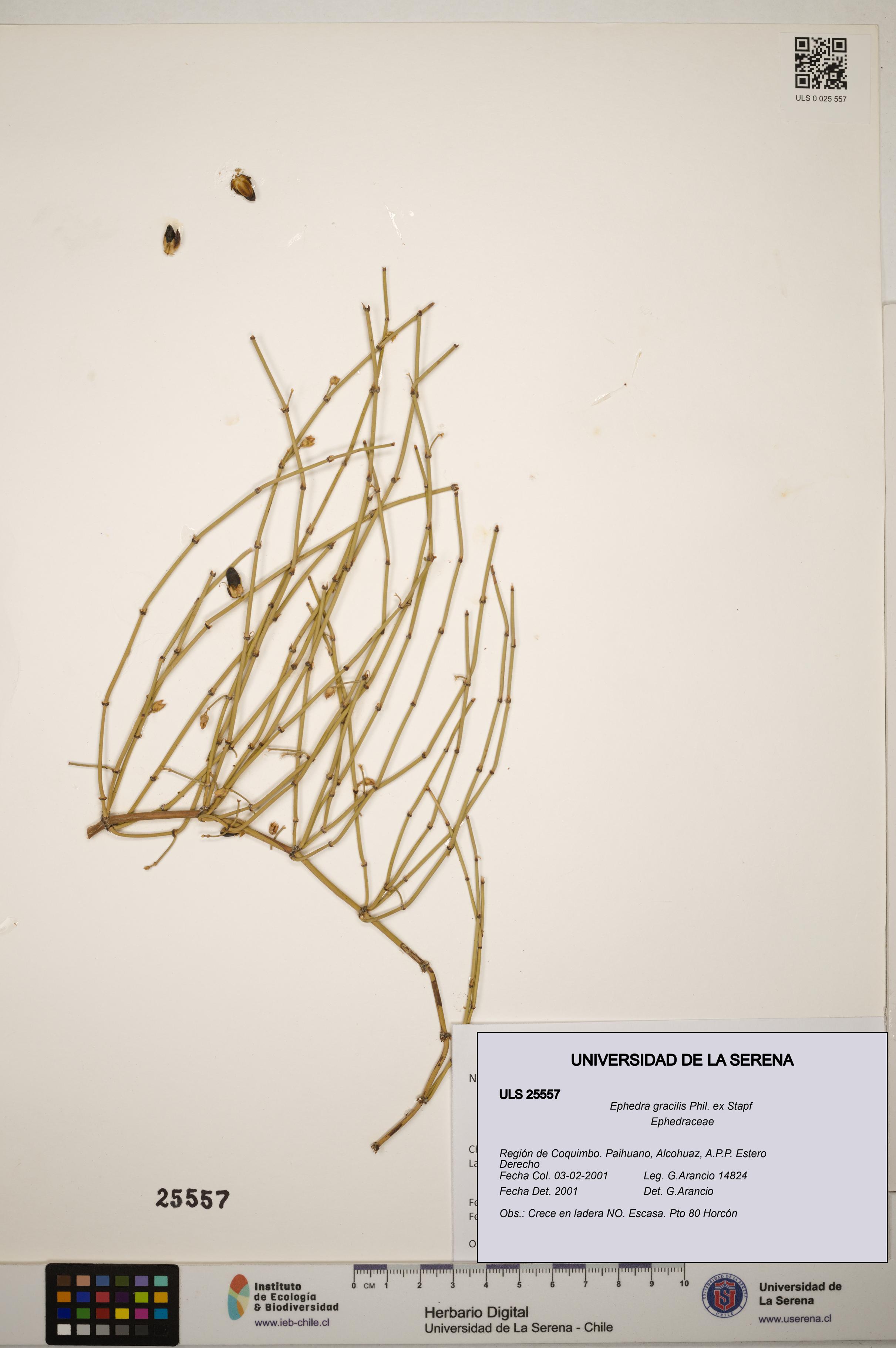 Ephedra gracilis [Espécimen: ]