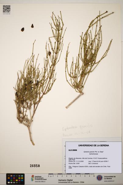 Ephedra gracilis [Espécimen: ]
