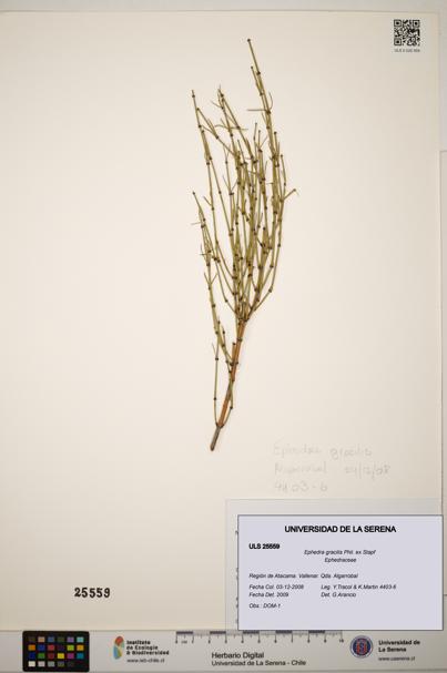 Ephedra gracilis [Espécimen: ]
