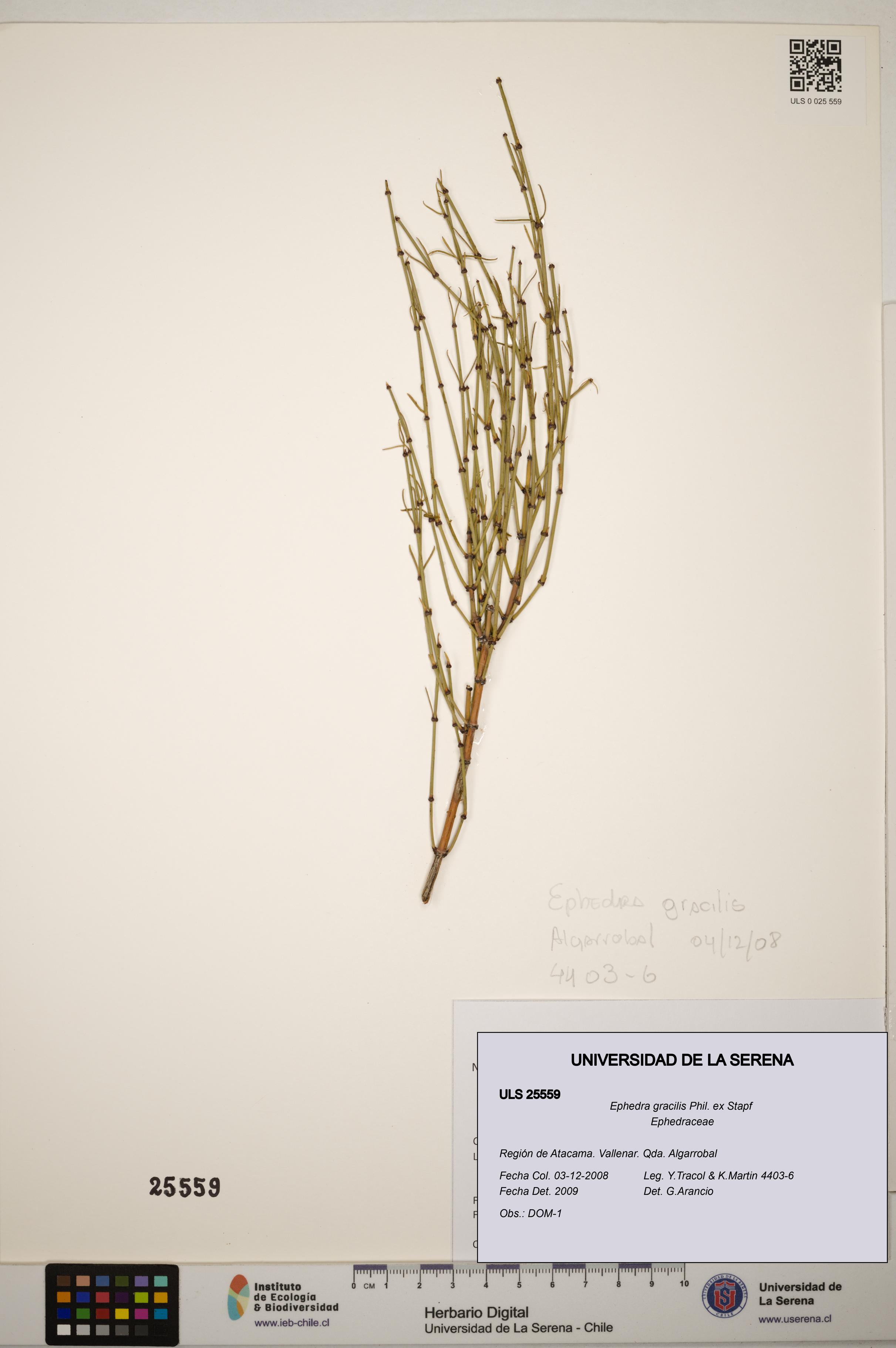 Ephedra gracilis [Espécimen: ]