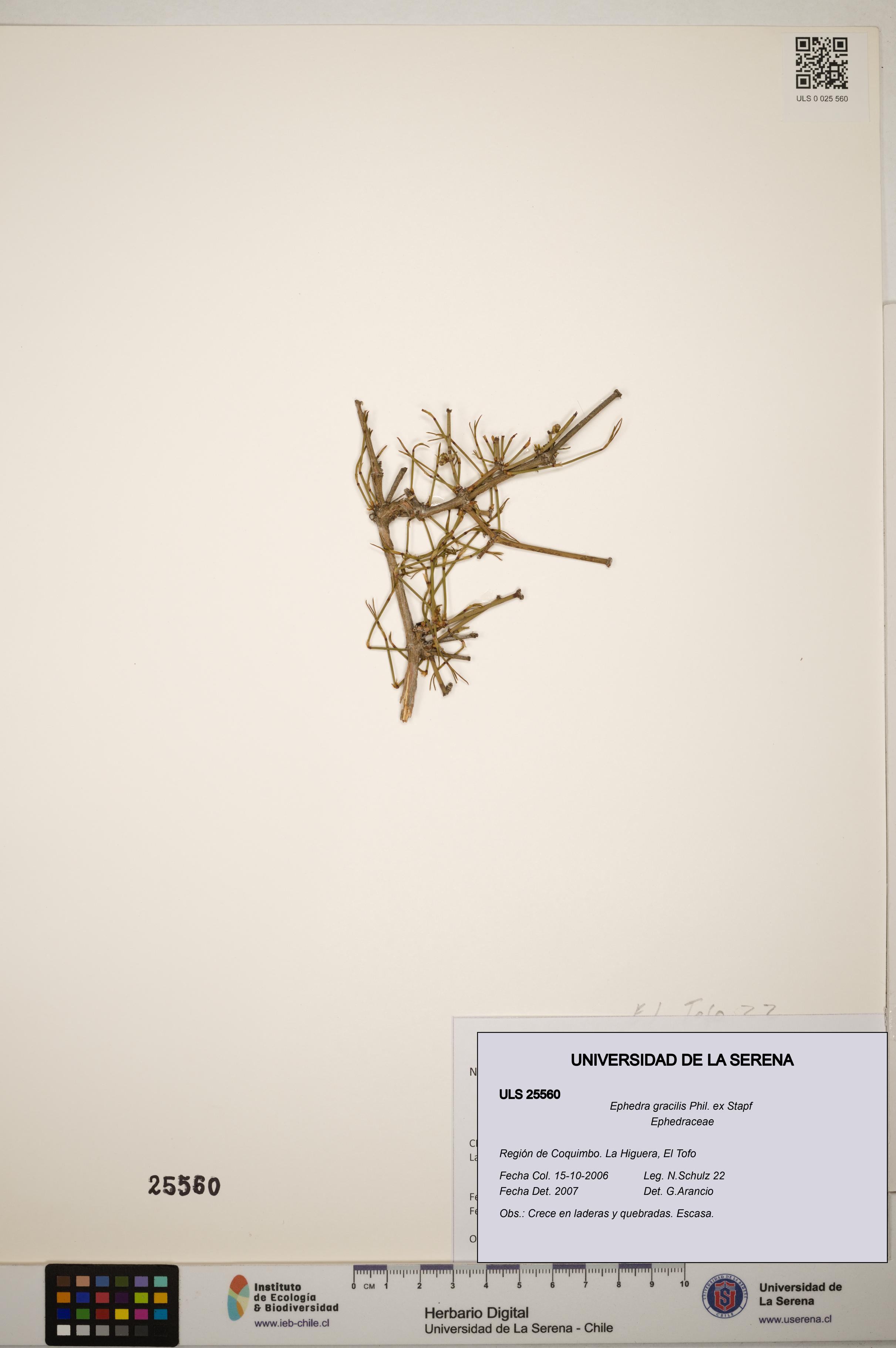 Ephedra gracilis [Espécimen: ]