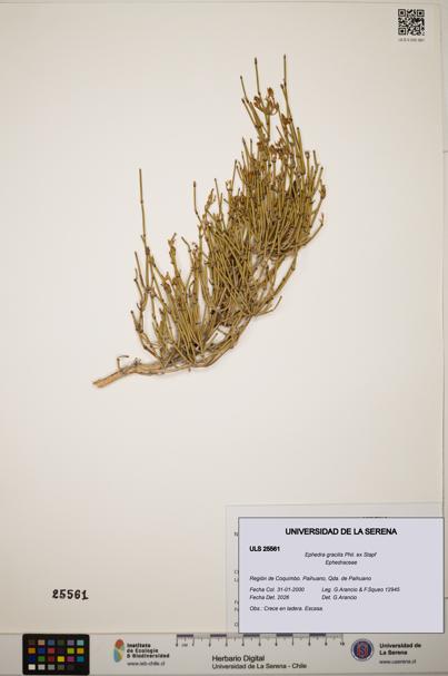 Ephedra gracilis [Espécimen: ]
