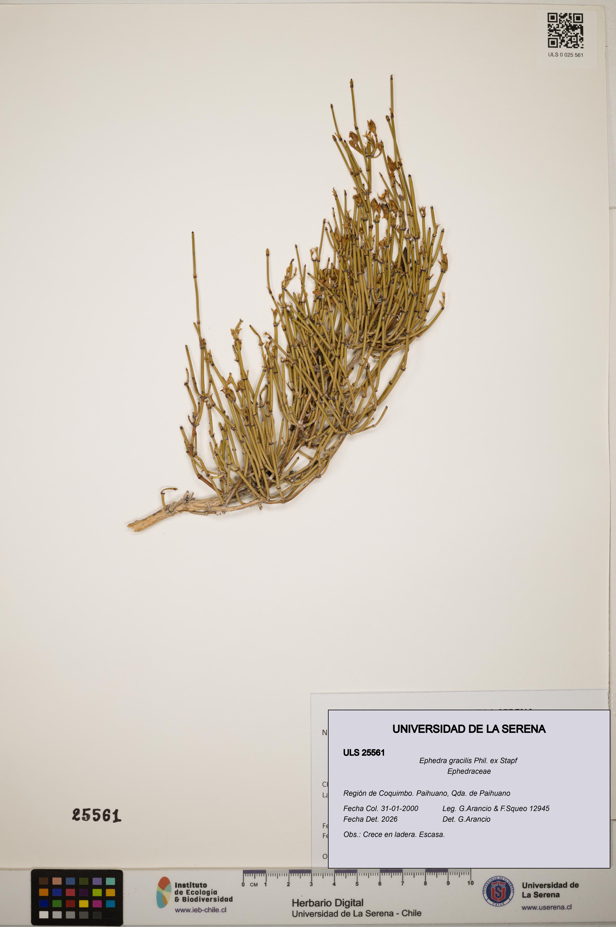Ephedra gracilis [Espécimen: ]