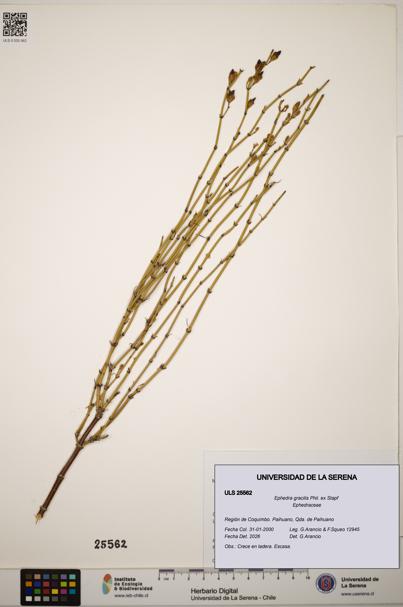 Ephedra gracilis [Espécimen: ]