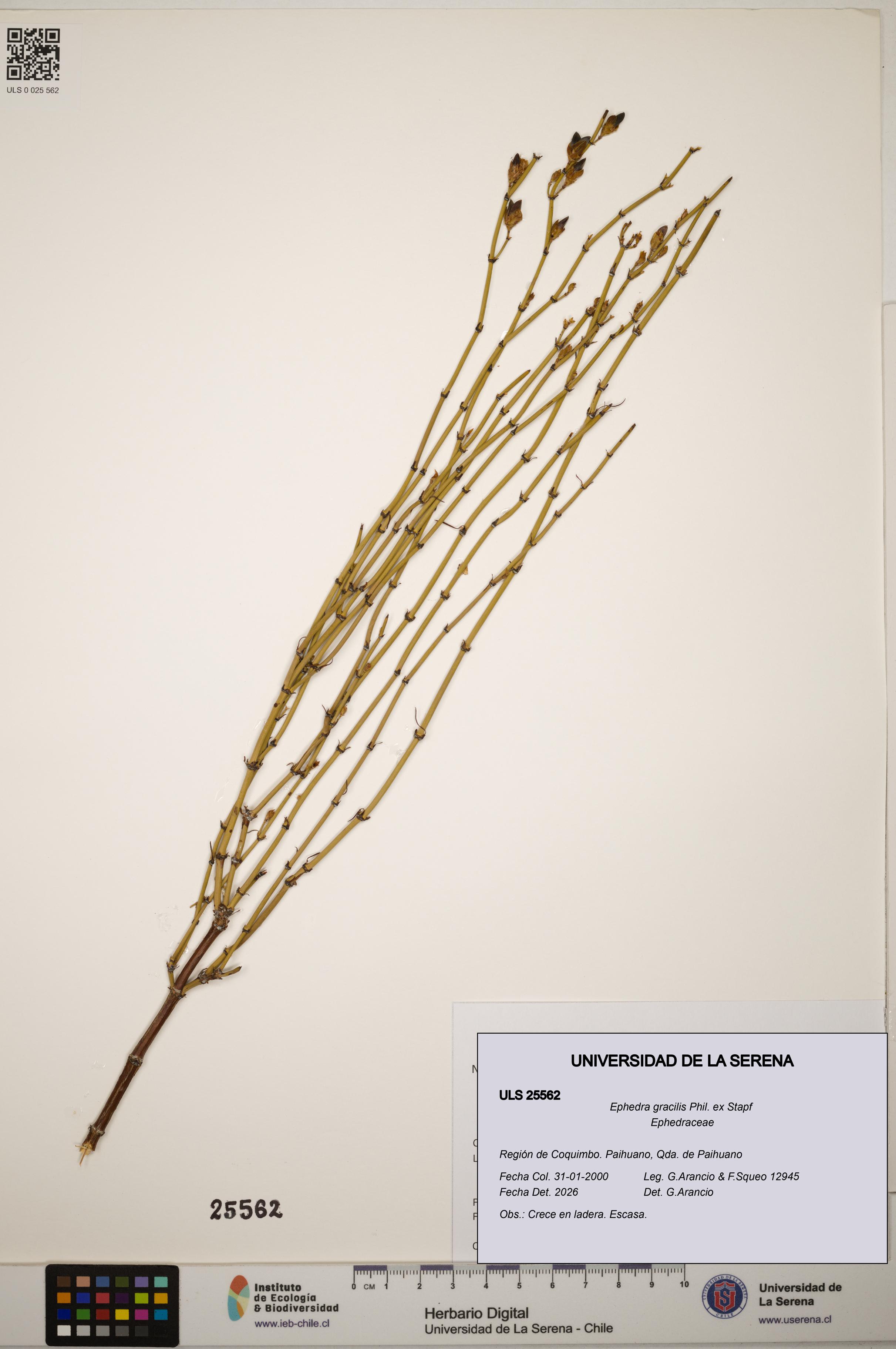 Ephedra gracilis [Espécimen: ]
