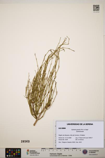 Ephedra gracilis [Espécimen: ]